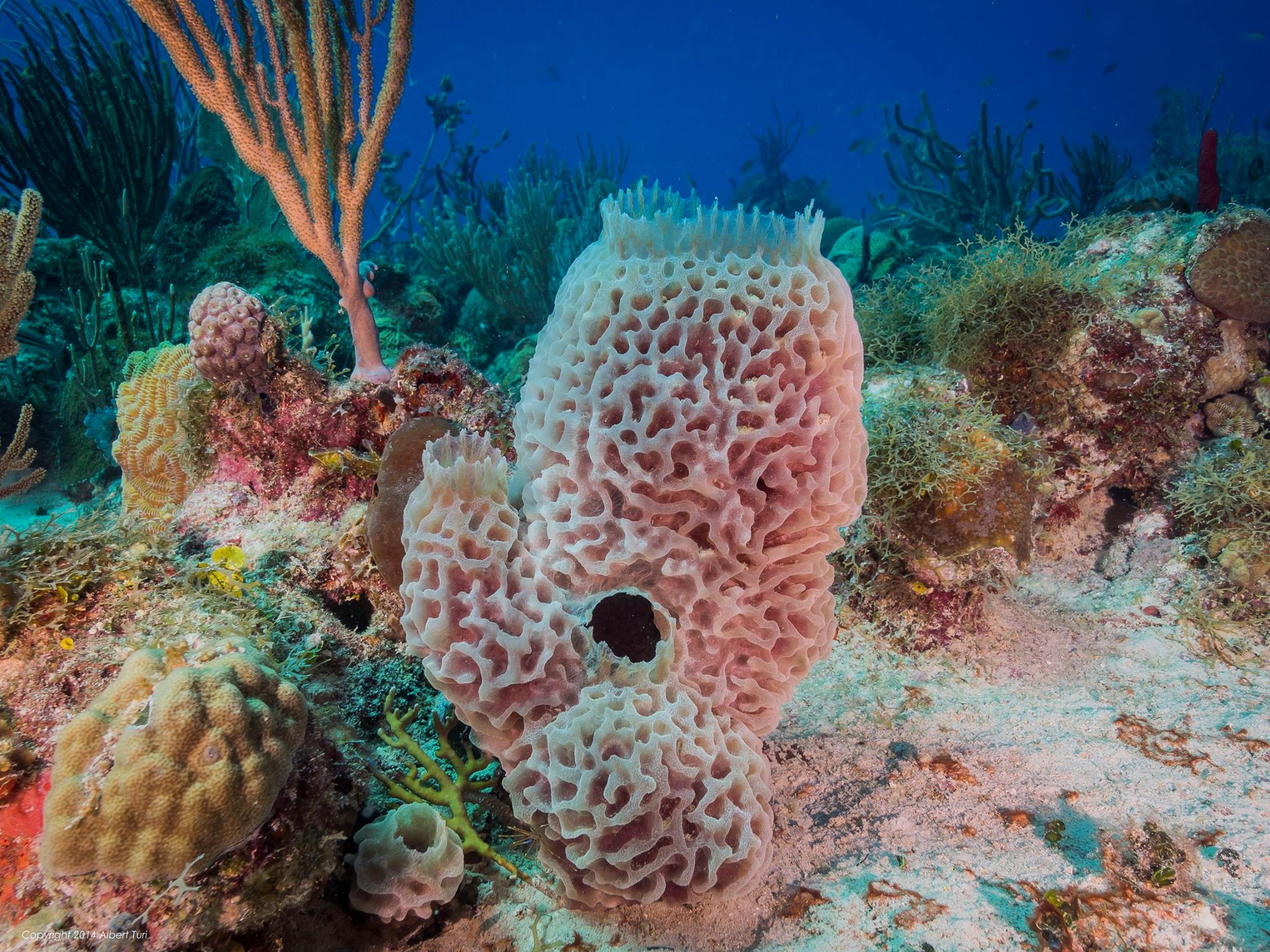 coral garden with sponges