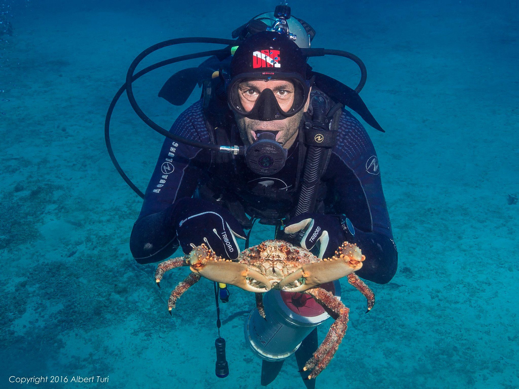 diver with king crab