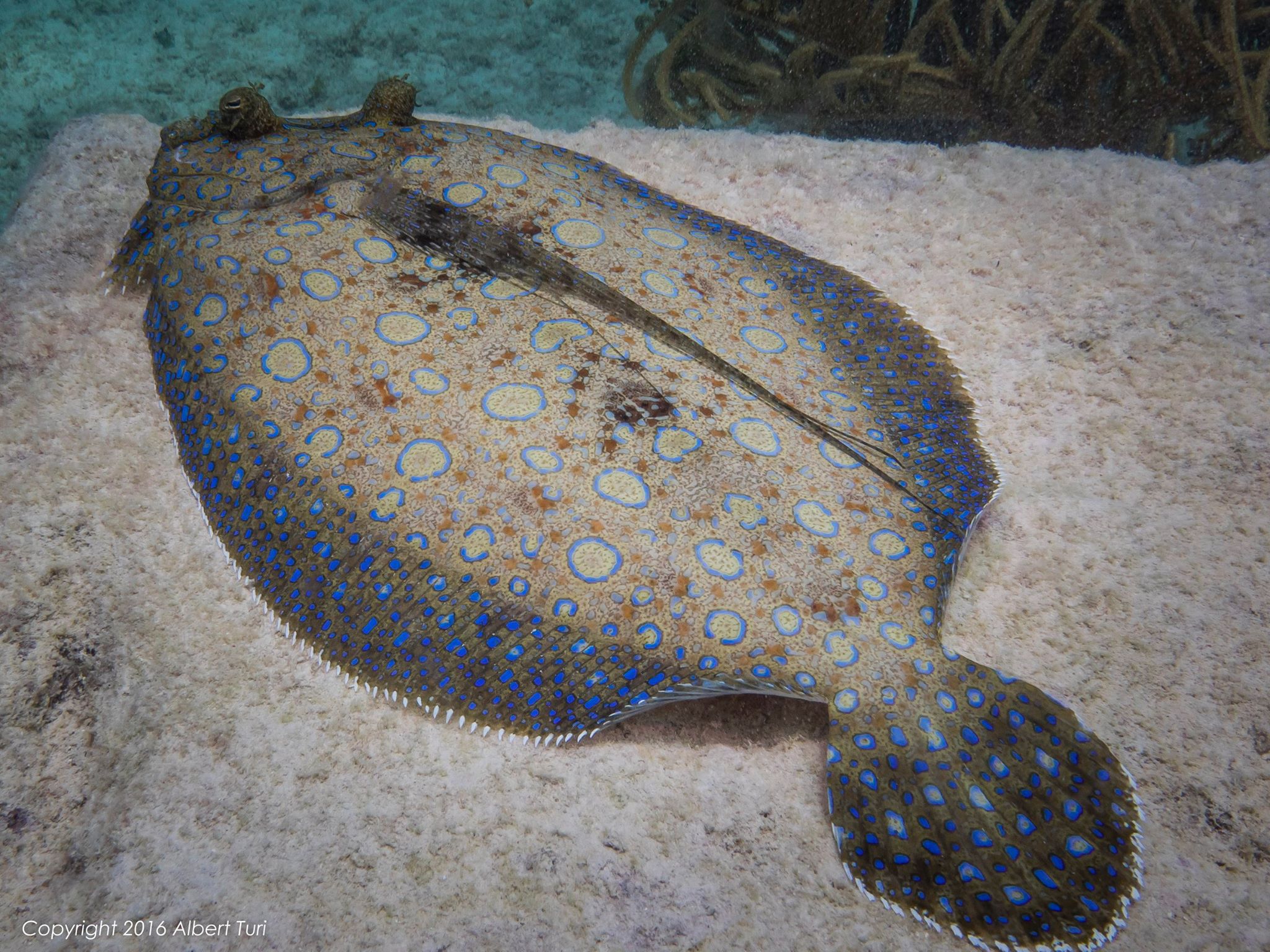 beautiful peacock flounder
