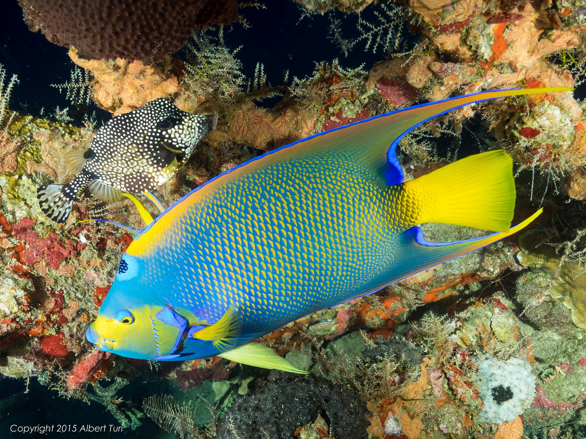 Queen Angelfish reef