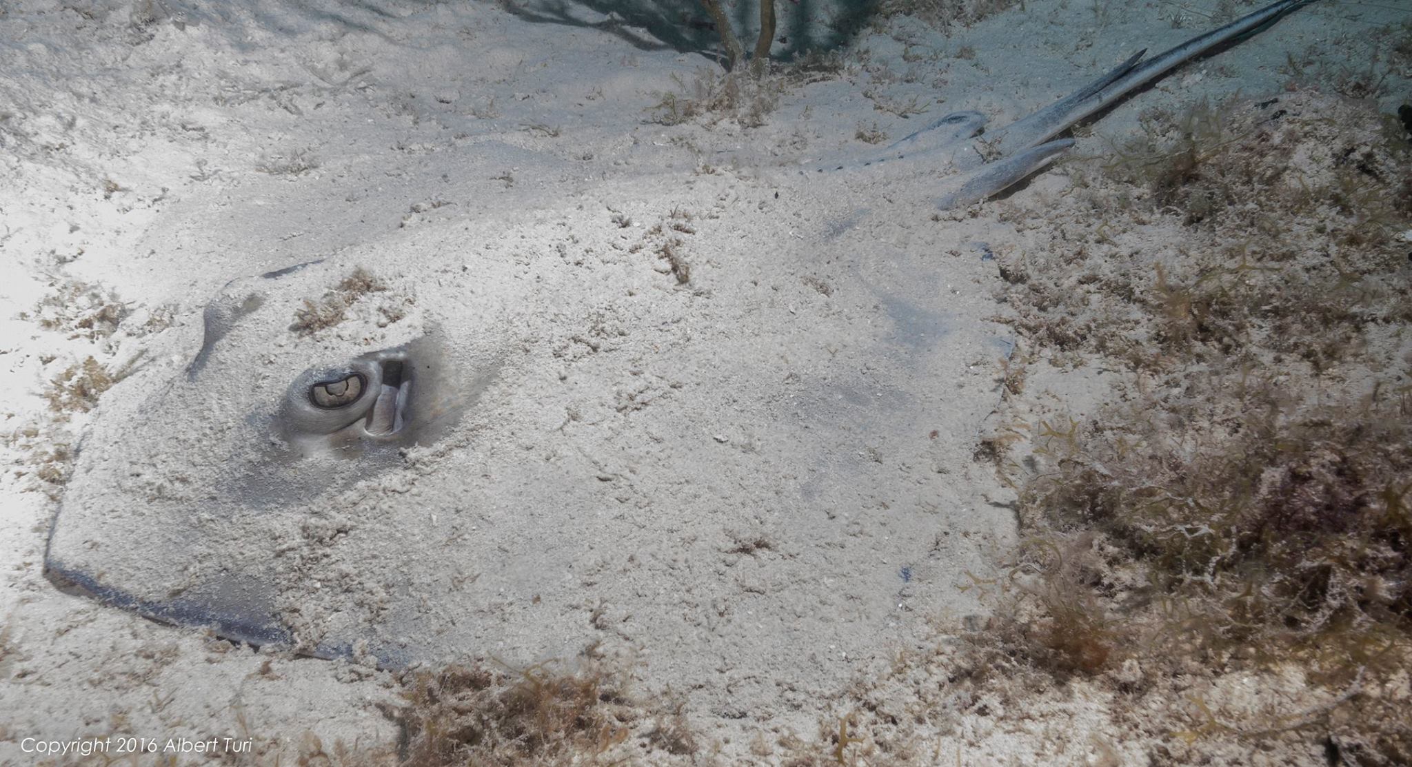 Stingray hiding in the sand