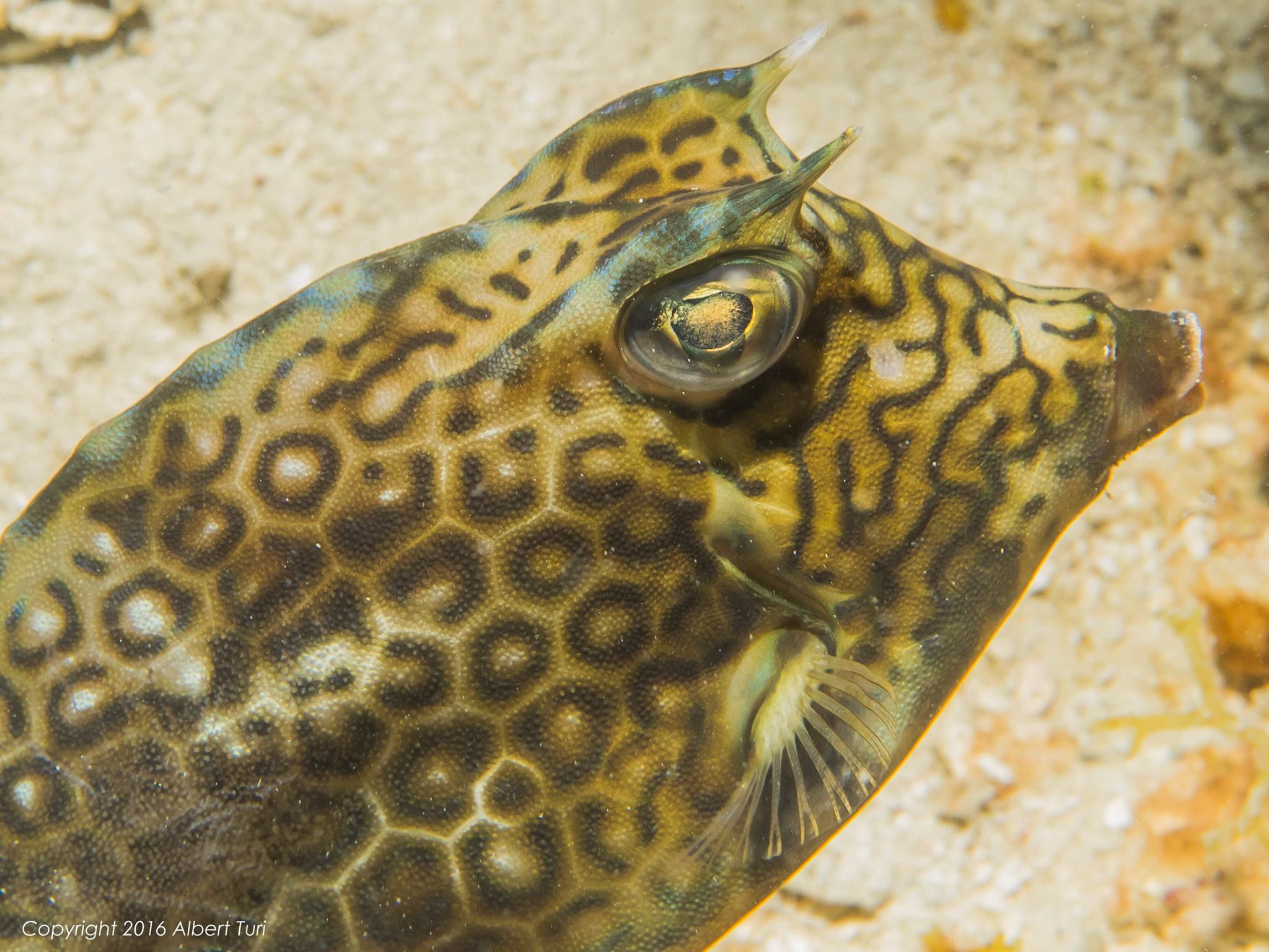 honeycomb cownfish closeup